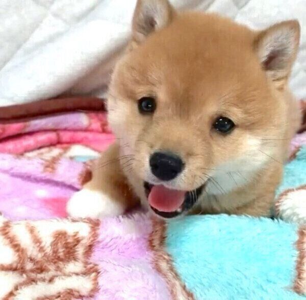 あくびをしてアゴがカクッとなったり 逆ハイハイ をしたり 豆柴の子犬時代に悶絶 いぬのきもち Web Magazine Goo ニュース