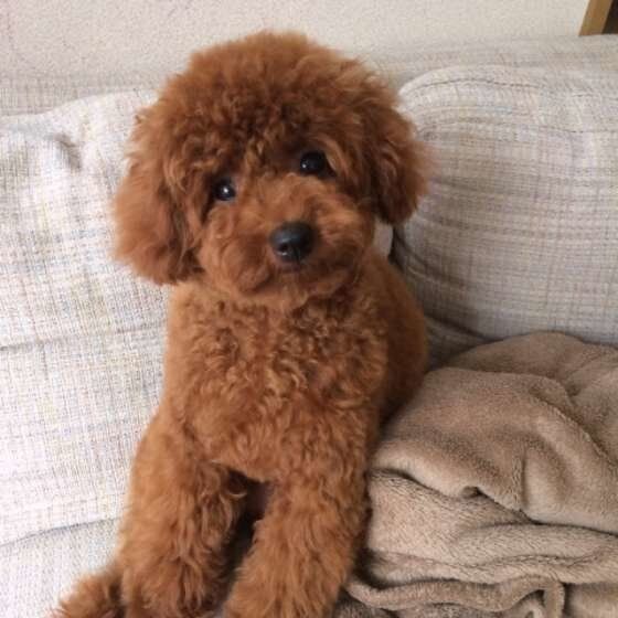 犬も ふぅ とため息をつくことがある 理由を解説 いぬのきもち Web Magazine 愛犬が ふぅ とため息 をついている姿を ｄメニューニュース Nttドコモ