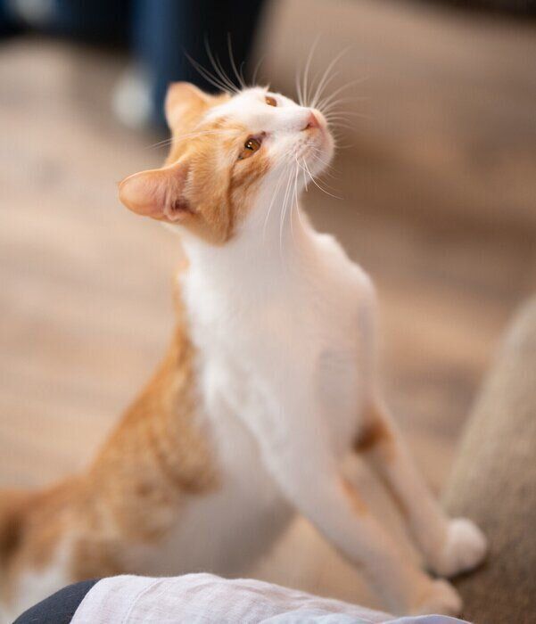 日本の雑種猫に多い毛柄8つ 猫の毛柄と性格 には関係があった ねこのきもち Web Magazine Goo ニュース 日本の雑種猫に多い毛柄8つ 猫の毛柄と性格 には関係があった ねこのきもち Web Magazine Goo ニュース