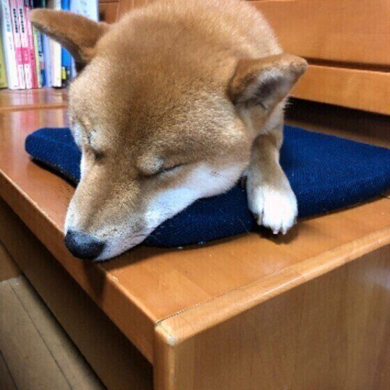 犬の睡眠は人と違う 愛犬が 熟睡できる 環境作りのポイントは いぬのきもち Web Magazine Goo ニュース