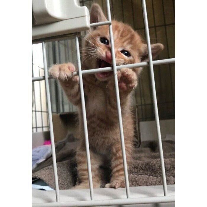 ♡猫呼様♡ ねこちゃん ぬいぐるみ 不透明 3体