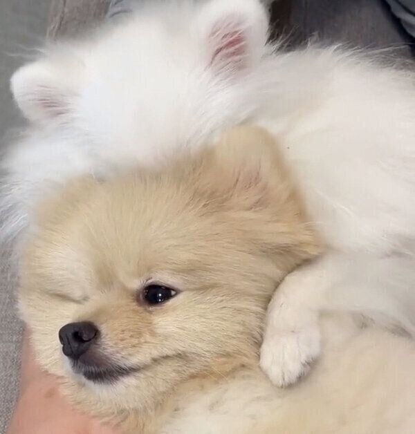 兄犬に覆いかぶさる妹犬 よく見ると 犬が犬を吸ってる 光景の可愛さに癒される いぬのきもち Web Magazine Goo ニュース