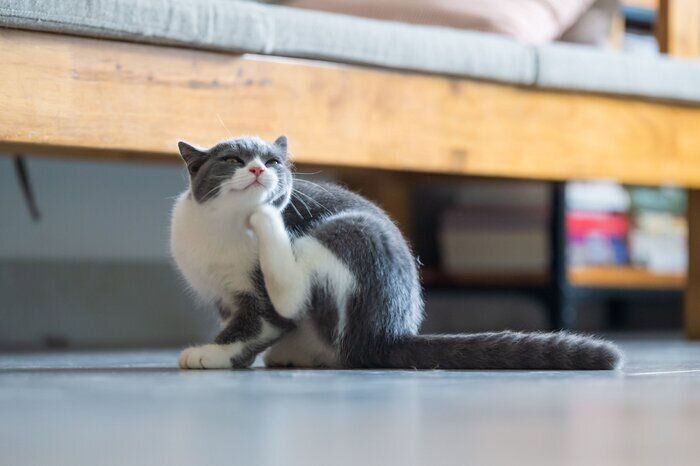 愛猫に「かゆみ」や「下痢」症状があれば要注意！ 猫の「食物 