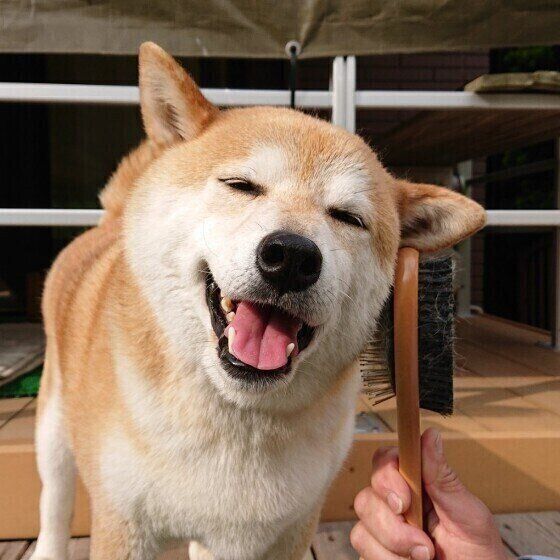犬もうっとりしちゃう ブラッシングマッサージ術 いぬのきもち Web Magazine Goo ニュース
