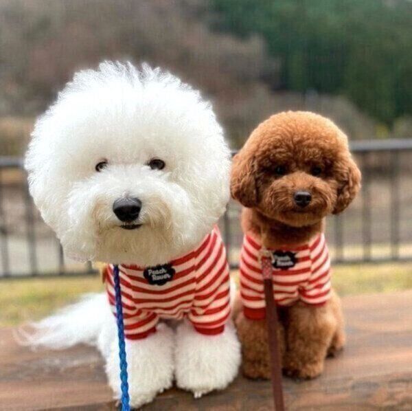 里親募集していた犬と家族に 第2の犬生を歩む愛犬の姿から 飼い主が感じた 気づき とは いぬのきもち Web Magazine 愛犬と過ごす時間は かけがえのない時間だ dメニューニュース Nttドコモ 里親募集していた犬と家族に 第2の犬生を歩む愛犬の姿から 飼い主が感じた 気づき とは いぬのきもち Web Magazine 愛犬と過ごす時間は かけがえのない時間だ dメニューニュース Nttドコモ
