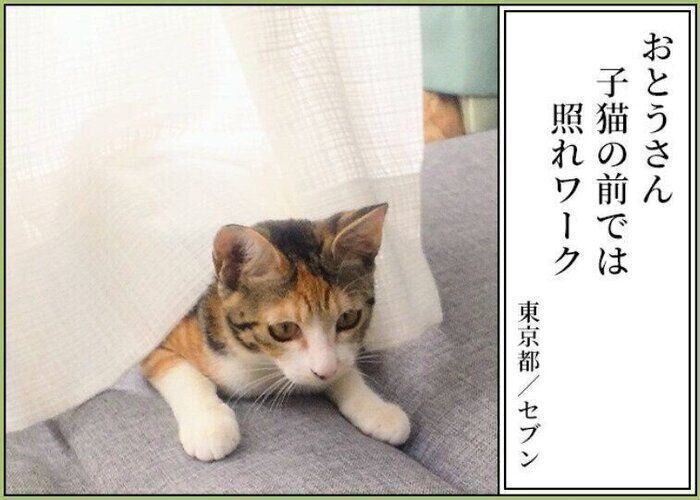ベストコレクション タケモト ピアノ 猫 かわいい タケモト ピアノ 猫 かわいい ベストコレクション タケモト ピアノ 猫 かわいい タケモト ピアノ 猫 かわいい