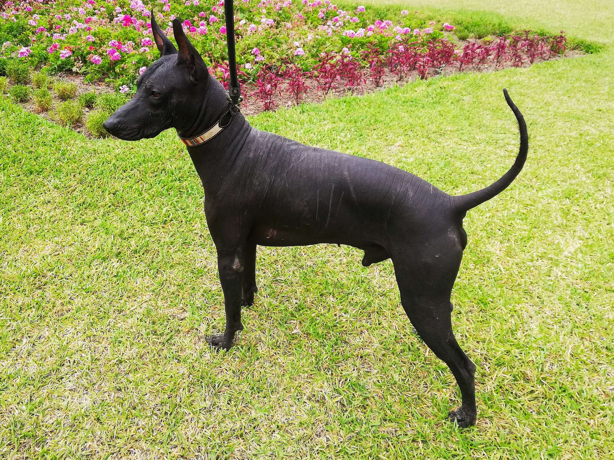 ペルービアン ヘアレス ドッグの特徴と性格 飼い方 価格相場など 犬図鑑 いぬのきもちweb Magazine ペルービアン ヘアレス ドッグの特徴と性格 飼い方 価格相場など 犬図鑑 いぬのきもちweb Magazine