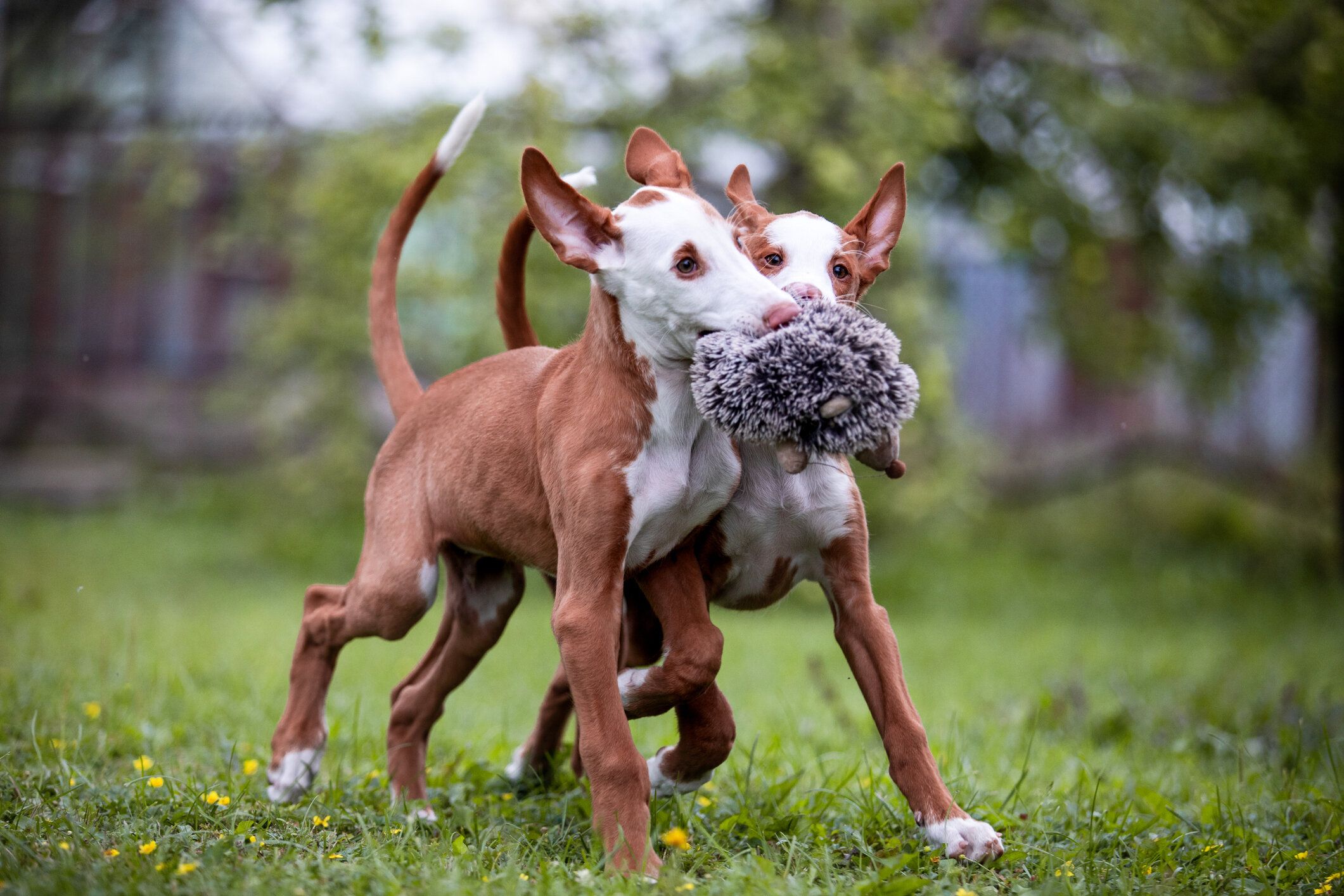 イビザン ハウンドの特徴 性格 最新価格と飼い方 いぬのきもち 犬図鑑 いぬのきもちweb Magazine