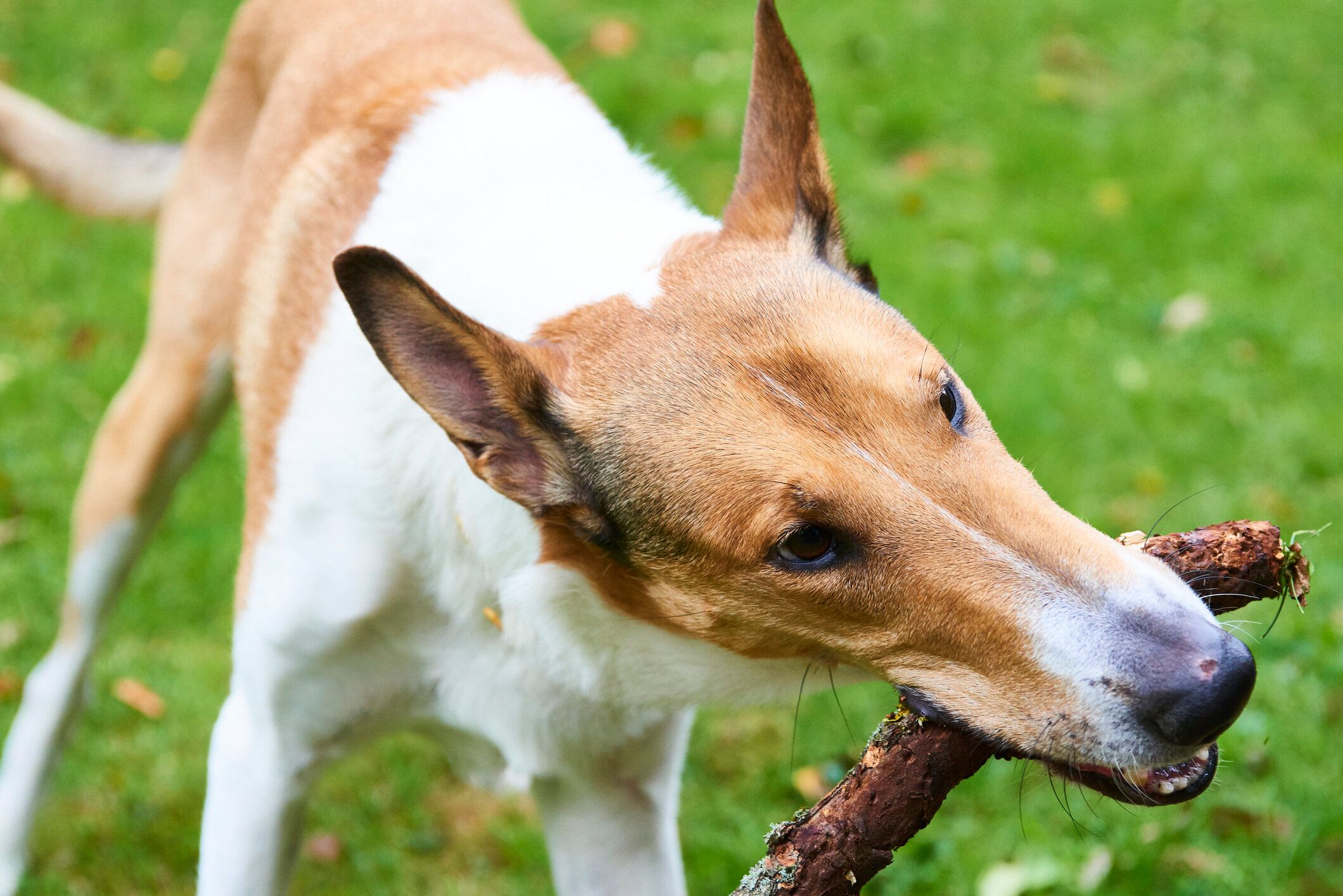 スムース コリーの特徴 性格 最新価格と飼い方 いぬのきもち 犬図鑑 いぬのきもちweb Magazine