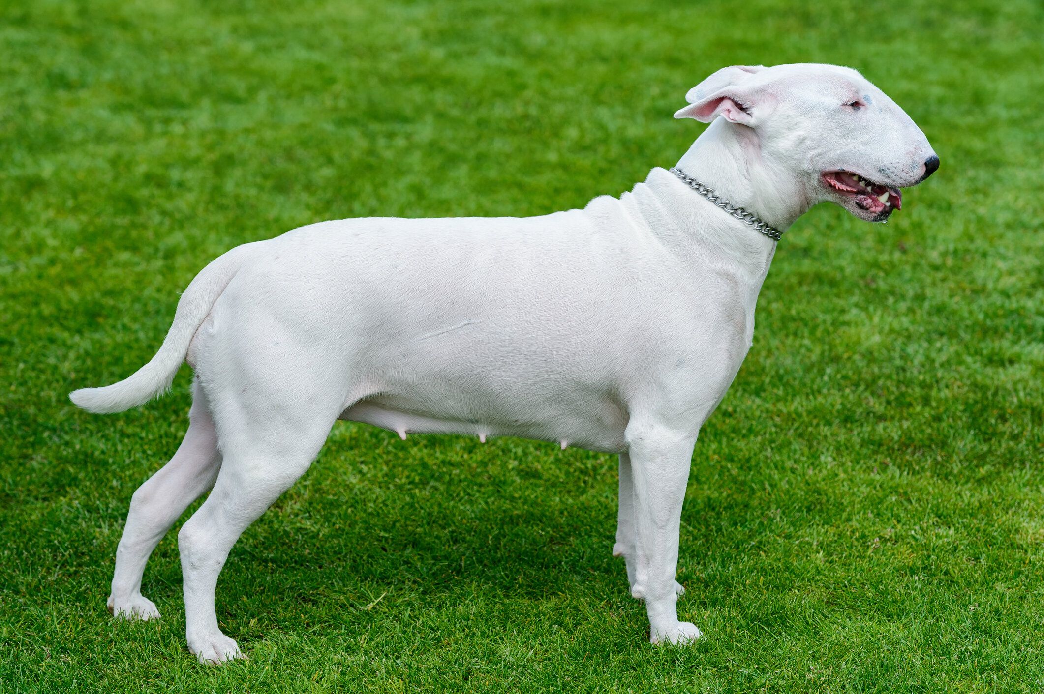 ブル・テリアの特徴・性格 最新価格と飼い方|いぬのきもち 犬 ブル・テリアの特徴・性格 最新価格と飼い方|いぬのきもち 犬