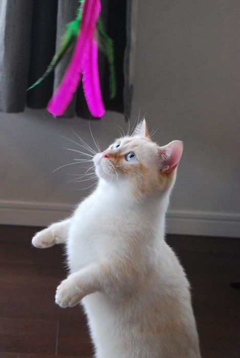 マンチカンの特徴と飼い方 可愛い画像いっぱい ねこのきもち 猫図鑑 ねこのきもちweb Magazine