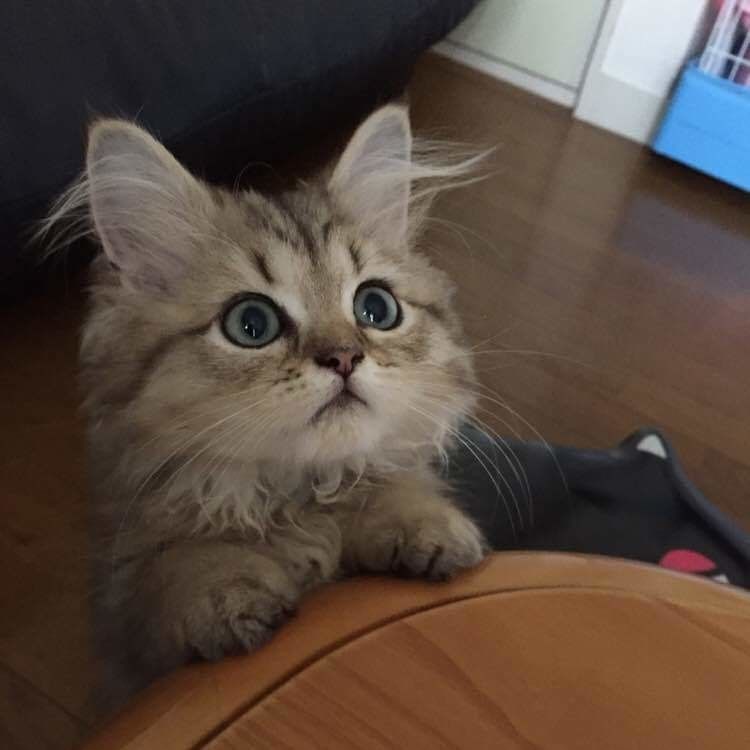 ペルシャの特徴と飼い方 可愛い画像いっぱい ねこのきもち 猫図鑑 ねこのきもちweb Magazine