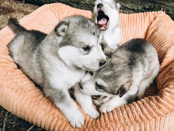 アラスカン マラミュートの特徴 性格 最新価格と飼い方 いぬのきもち 犬図鑑 いぬのきもちweb Magazine