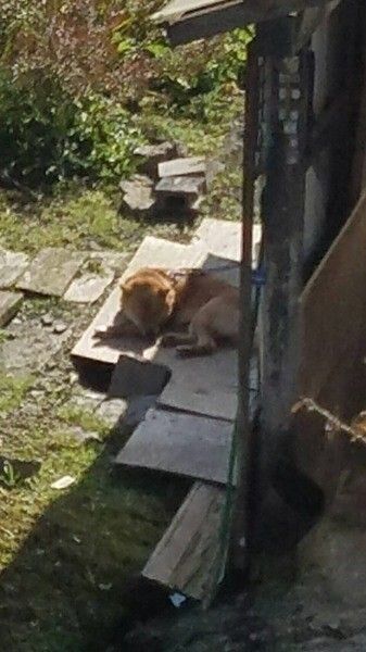 北海道犬の特徴 性格 最新価格と飼い方 いぬのきもち 犬図鑑 いぬのきもちweb Magazine