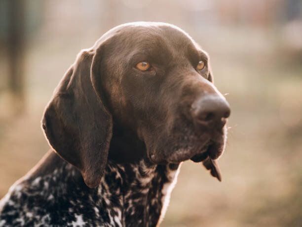 ジャーマン ショートヘアード ポインターの特徴と性格 飼い方 価格相場など 犬図鑑 いぬのきもちweb Magazine