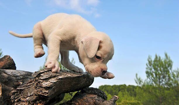 ドゴ アルヘンティーノの特徴 性格 最新価格と飼い方 いぬのきもち 犬図鑑 いぬのきもちweb Magazine