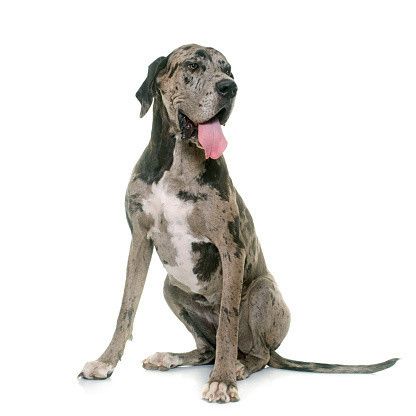 グレート デーンの特徴 性格 最新価格と飼い方 いぬのきもち 犬図鑑 いぬのきもちweb Magazine