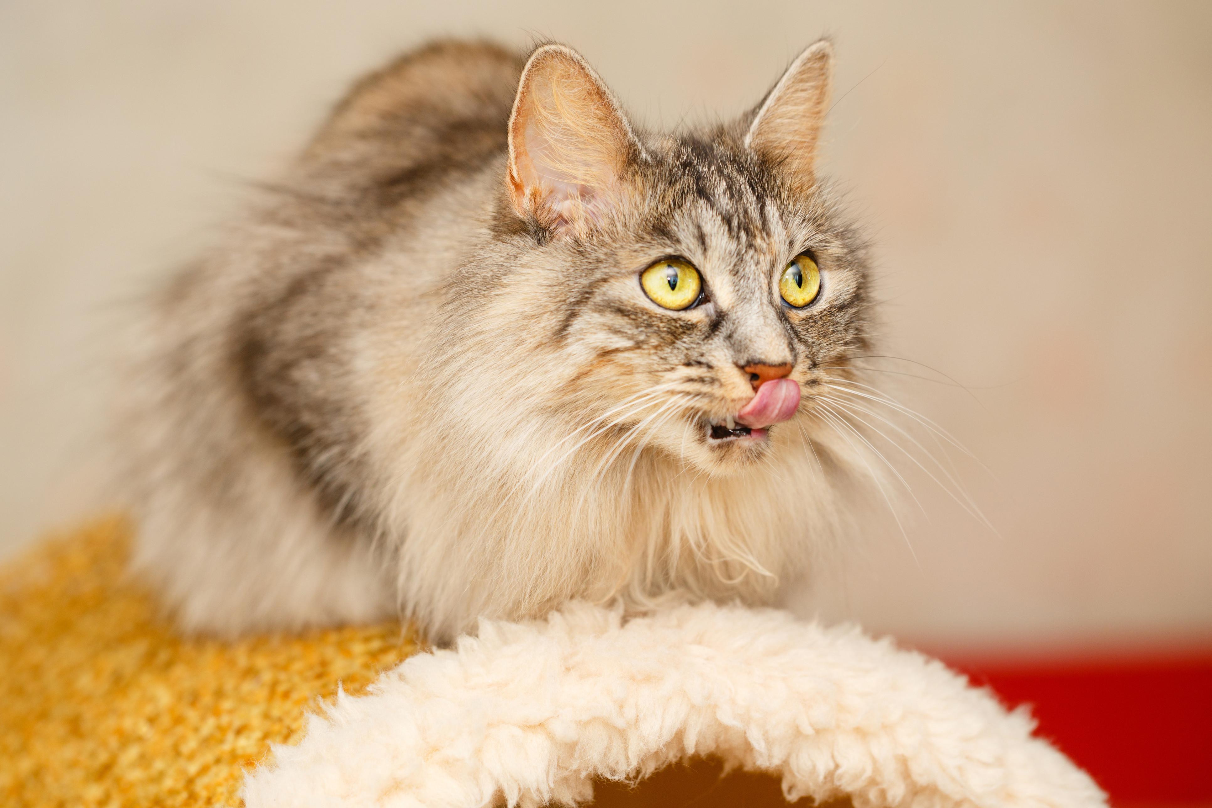 ジャパニーズ ボブテイルの特徴と飼い方 可愛い画像いっぱい ねこのきもち 猫図鑑 ねこのきもちweb Magazine