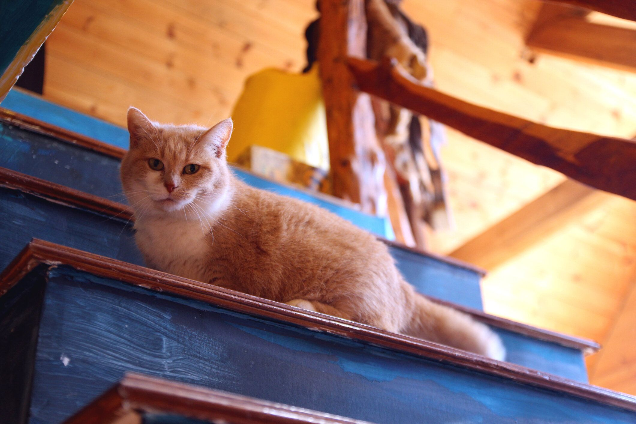 マンチカンの特徴と飼い方 可愛い画像いっぱい ねこのきもち 猫図鑑 ねこのきもちweb Magazine マンチカンの特徴と飼い方 可愛い画像いっぱい ねこのきもち 猫図鑑 ねこのきもちweb Magazine
