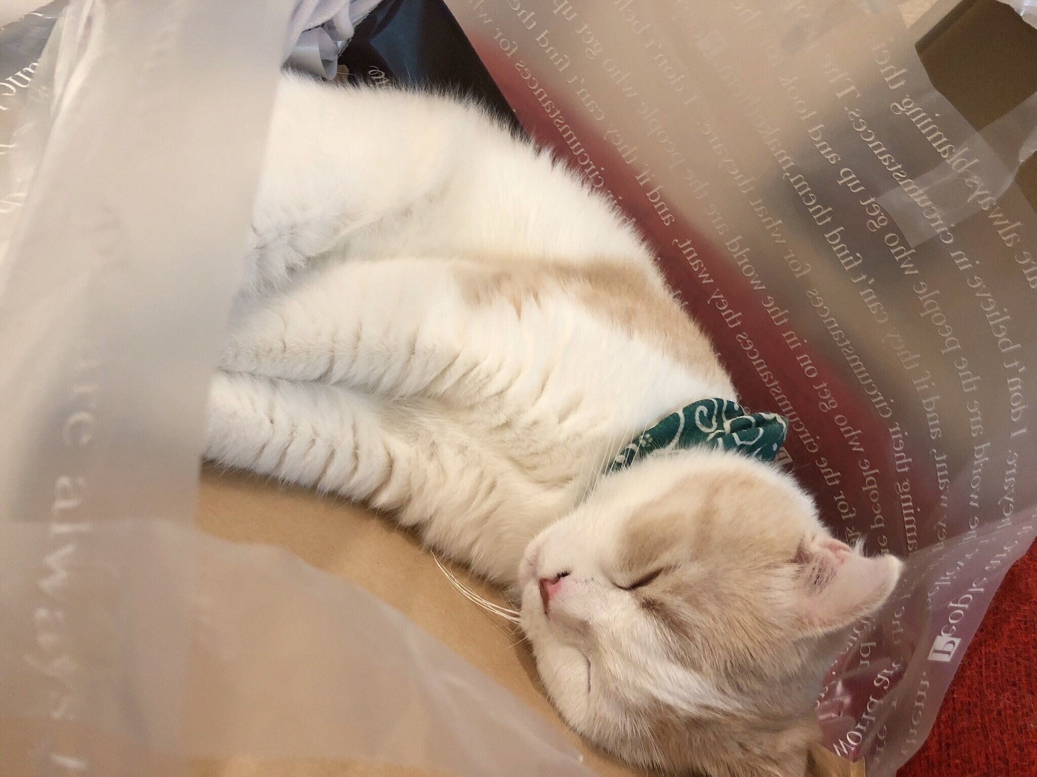 袋の中で眠るとろろくん