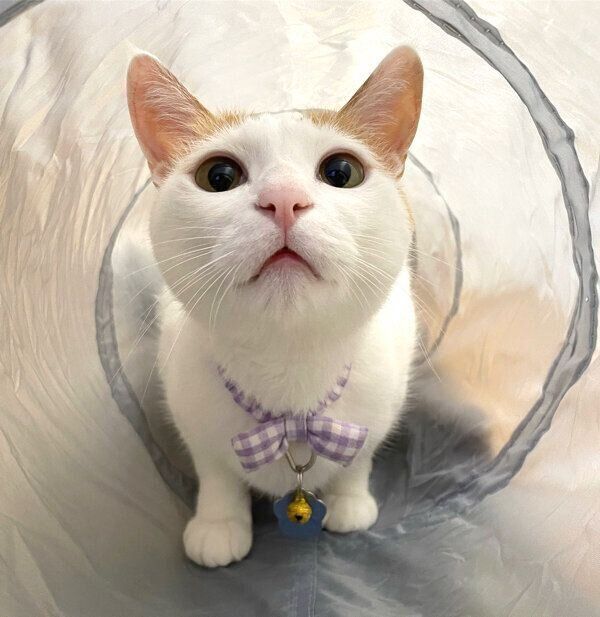 目をキュルンとするむぎくん