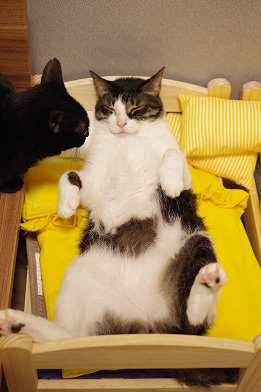 猫が人間らしくなる瞬間