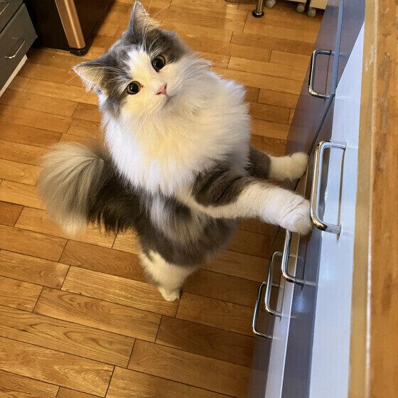 ラガマフィンのマールちゃん