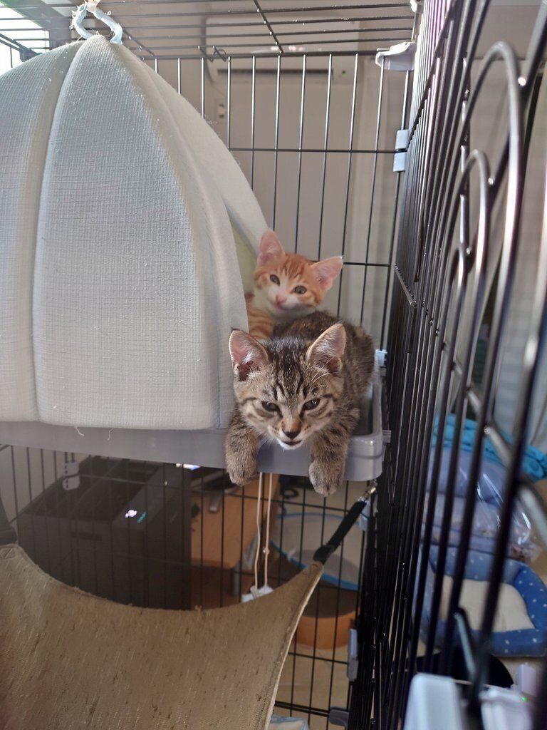 「悪い顔する2匹」と投稿された子猫時代の写真　元気いっぱいな様子が伝わってくる