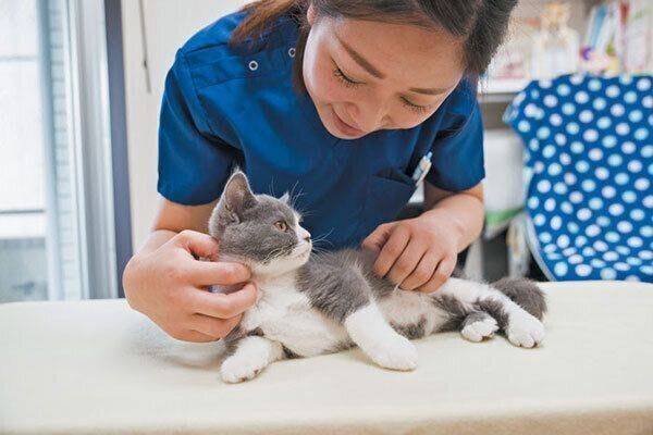撫でられる子猫