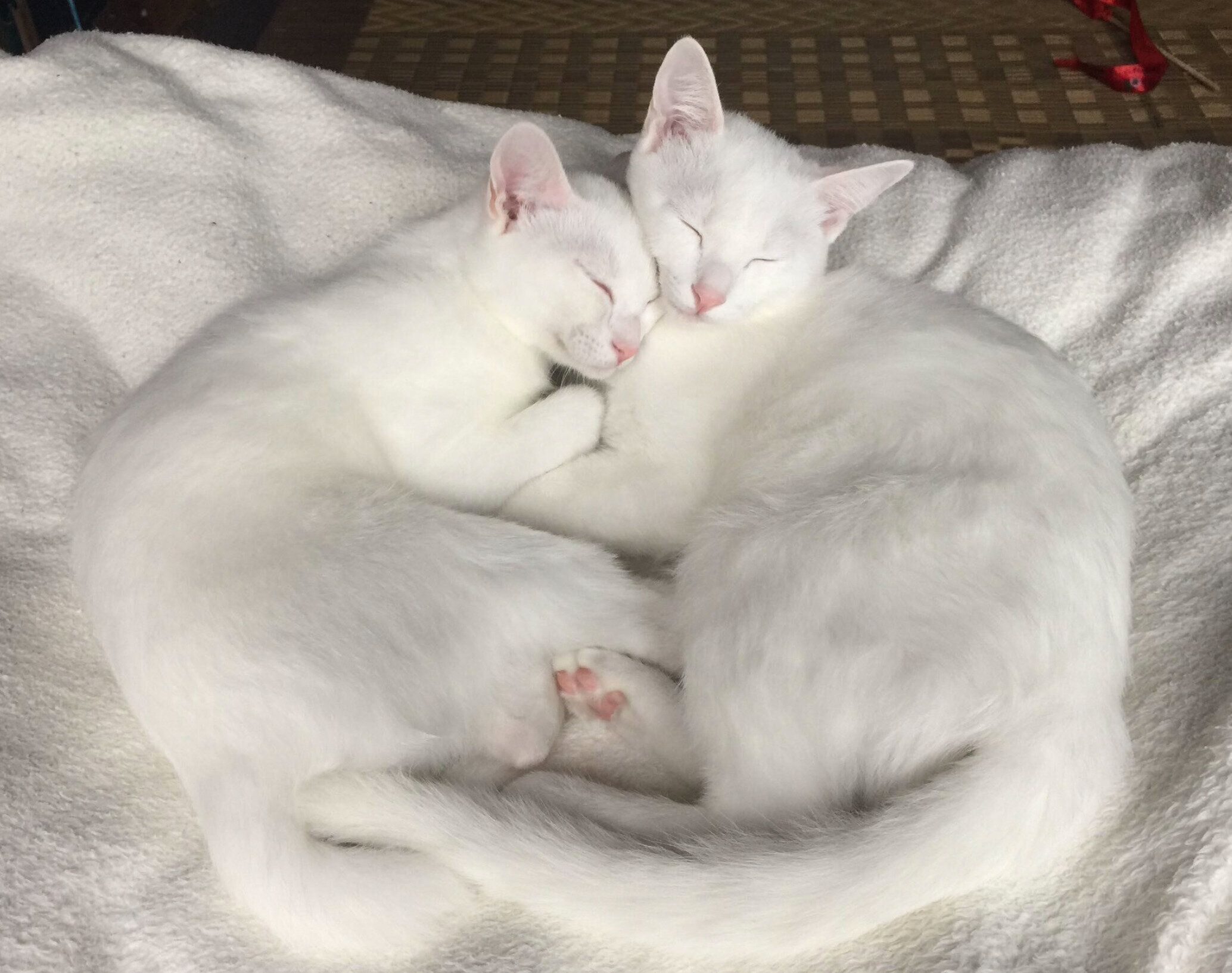 お迎えして4カ月経ったころの空ちゃん、心ちゃん