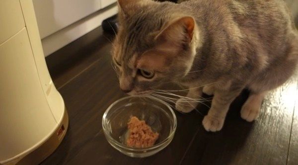 ゴハンを食べる猫