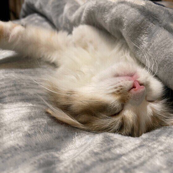 ラガマフィンのプリンちゃん