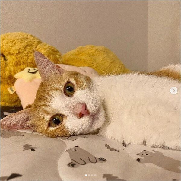 ニトリのNクールシリーズ