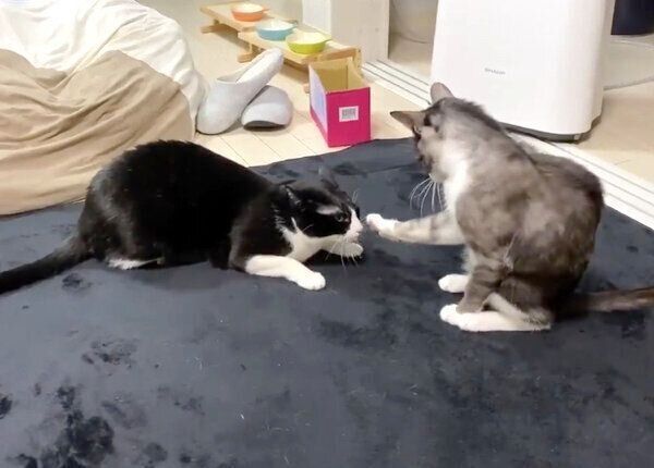 くろまめちゃんに激弱ビンタをするもやしくん