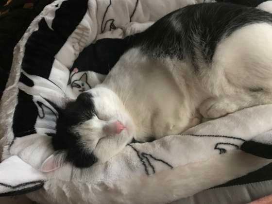 クッションの上で寝ている白黒の猫