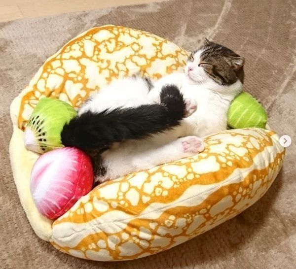 「にゃんこクレープオムレット」でくつろぐマンチカン