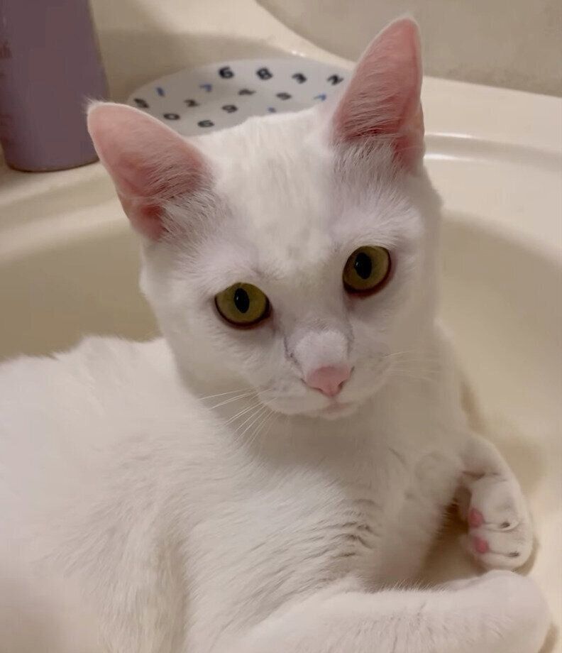 まったりするむぎくん。