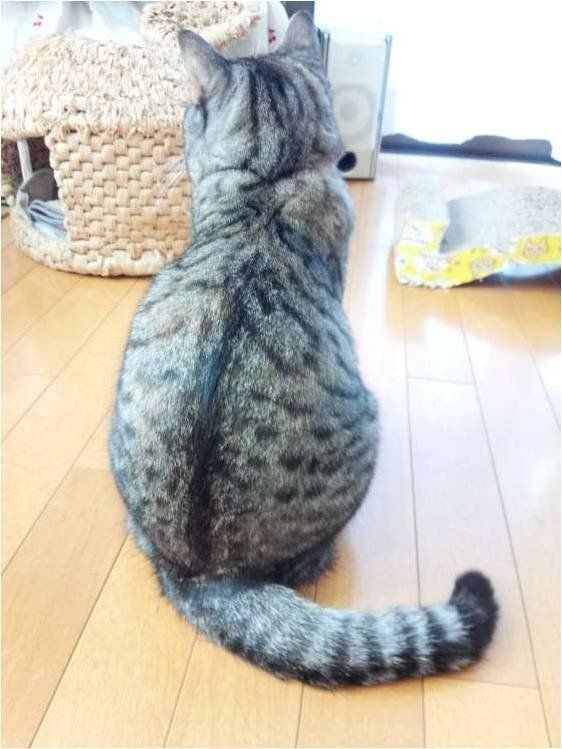 ねこのきもち投稿写真ギャラリー