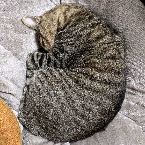 アンモニャイトで眠る寅次郎くん