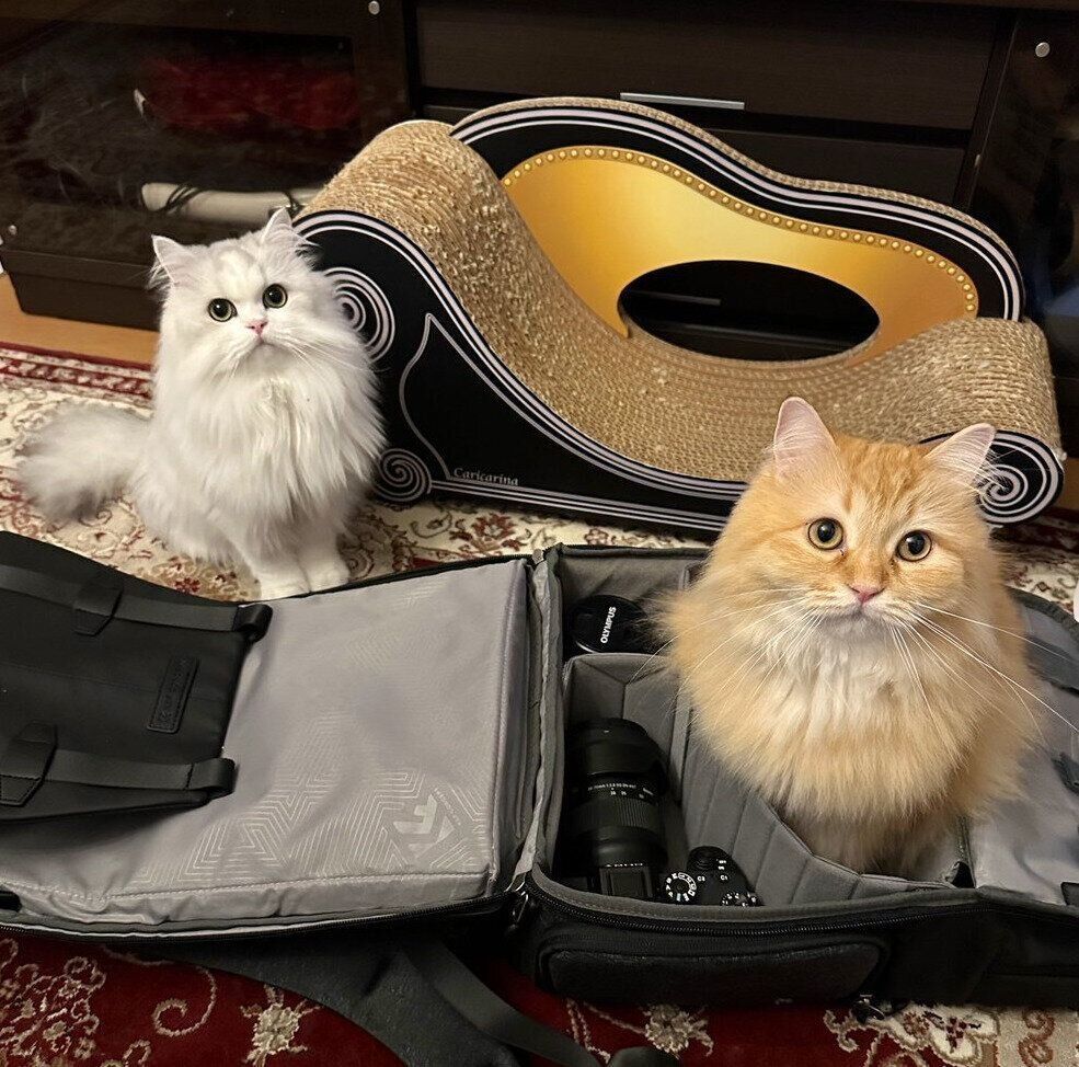 飼い主さんの鞄に入るエマちゃんとその横に座るノーマンくん