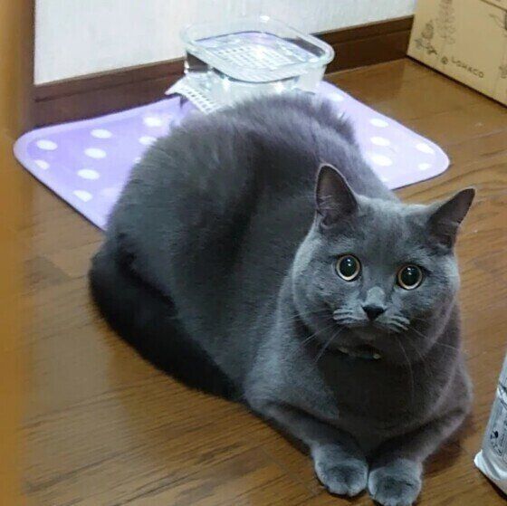 ブリティッシュショートヘアのレイちゃん