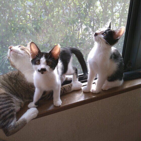 窓際にいる3匹の猫