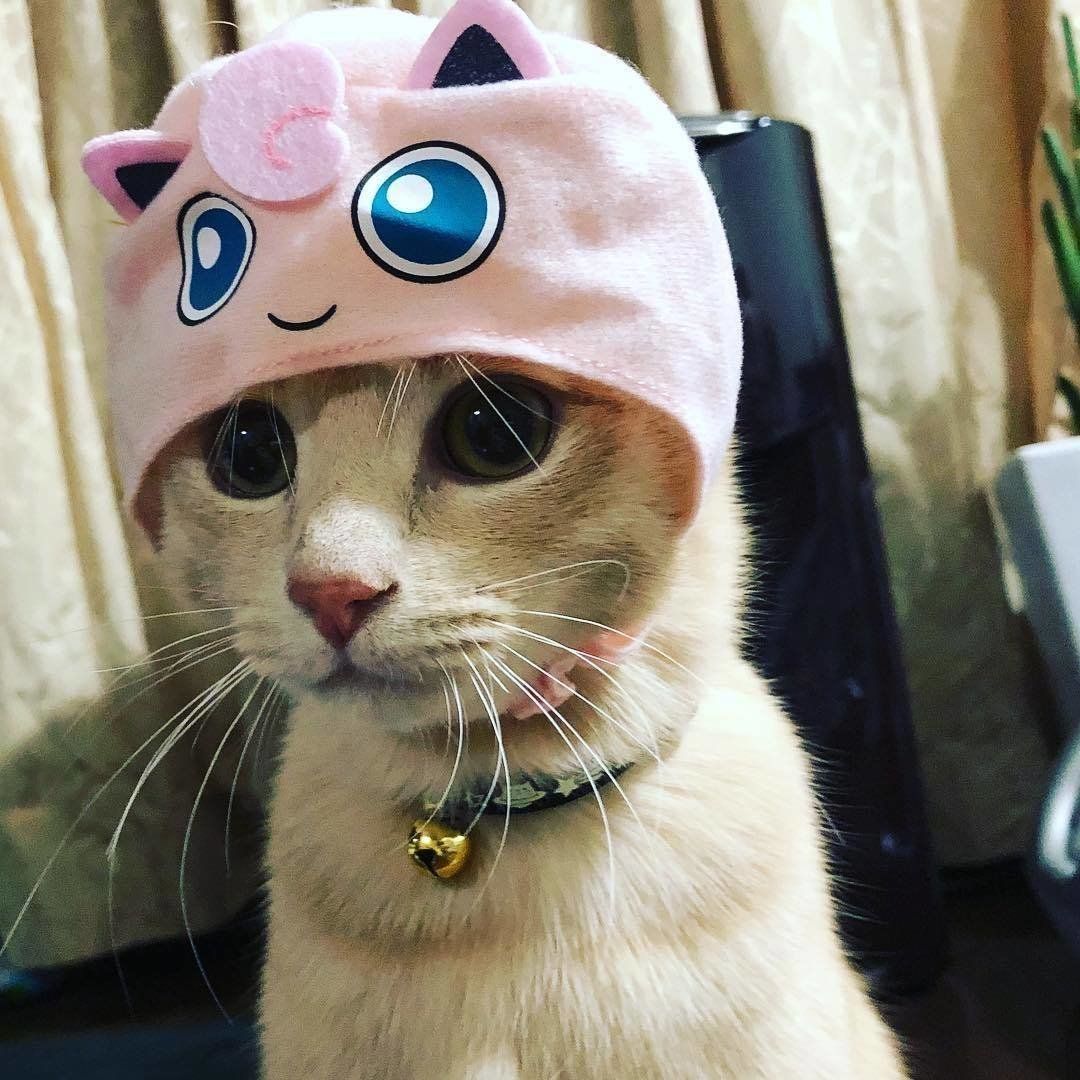 プリンのかぶりもの