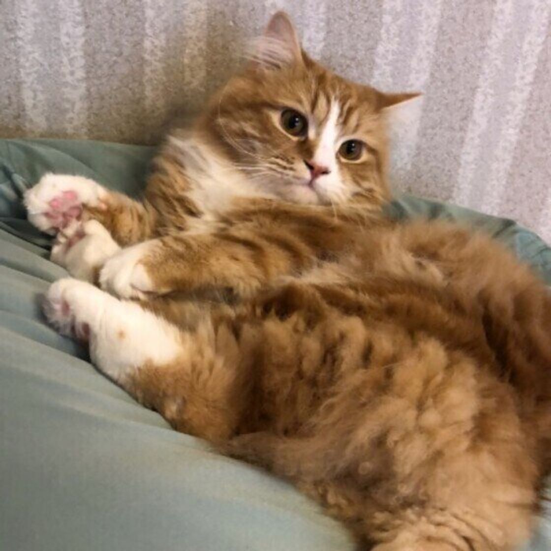 ラガマフィンの特徴と性格 飼い方 価格相場など 猫図鑑 ねこのきもちweb Magazine ラガマフィンの特徴と性格 飼い方 価格相場など 猫図鑑 ねこのきもちweb Magazine