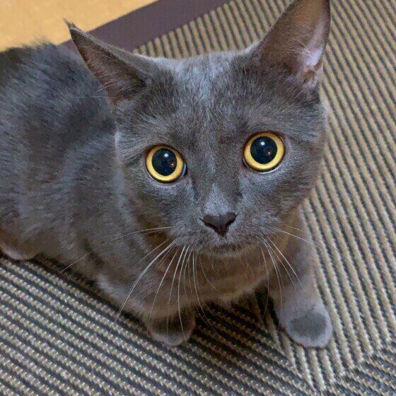 ゆずちゃん（マンチカン）