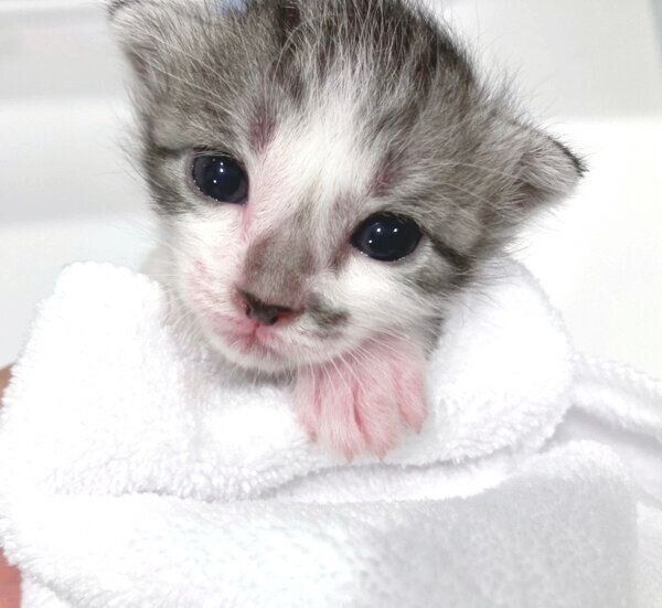 子猫のししゃもちゃん