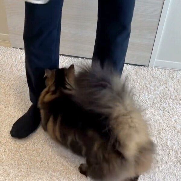 飼い主さんの足にスリスリするアーサーくん