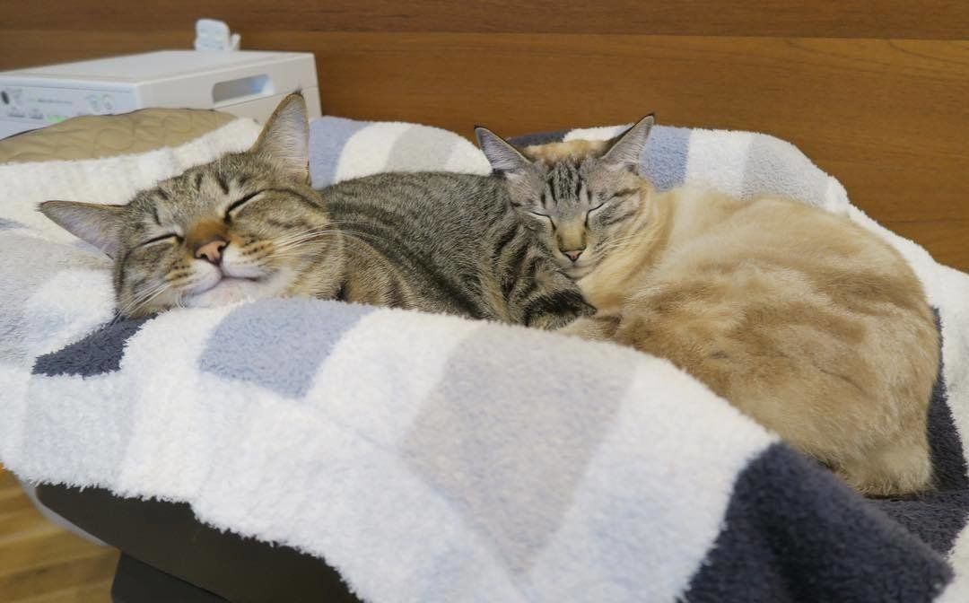 くっついて寝る猫兄弟2