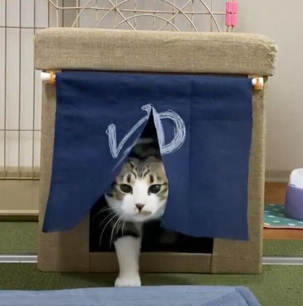 モモちゃん&ねこたちゃんと「湯」のれん