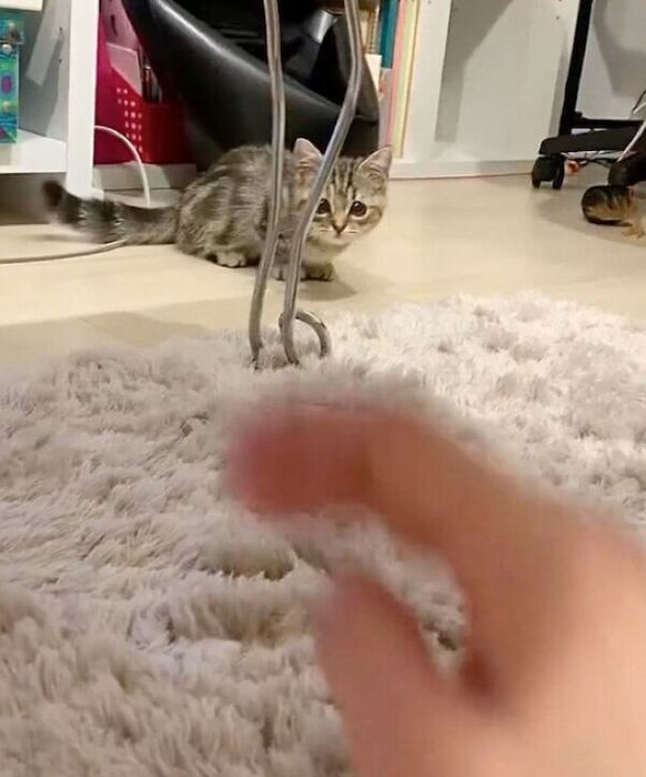 飼い主さんを見つめるかぼすちゃん